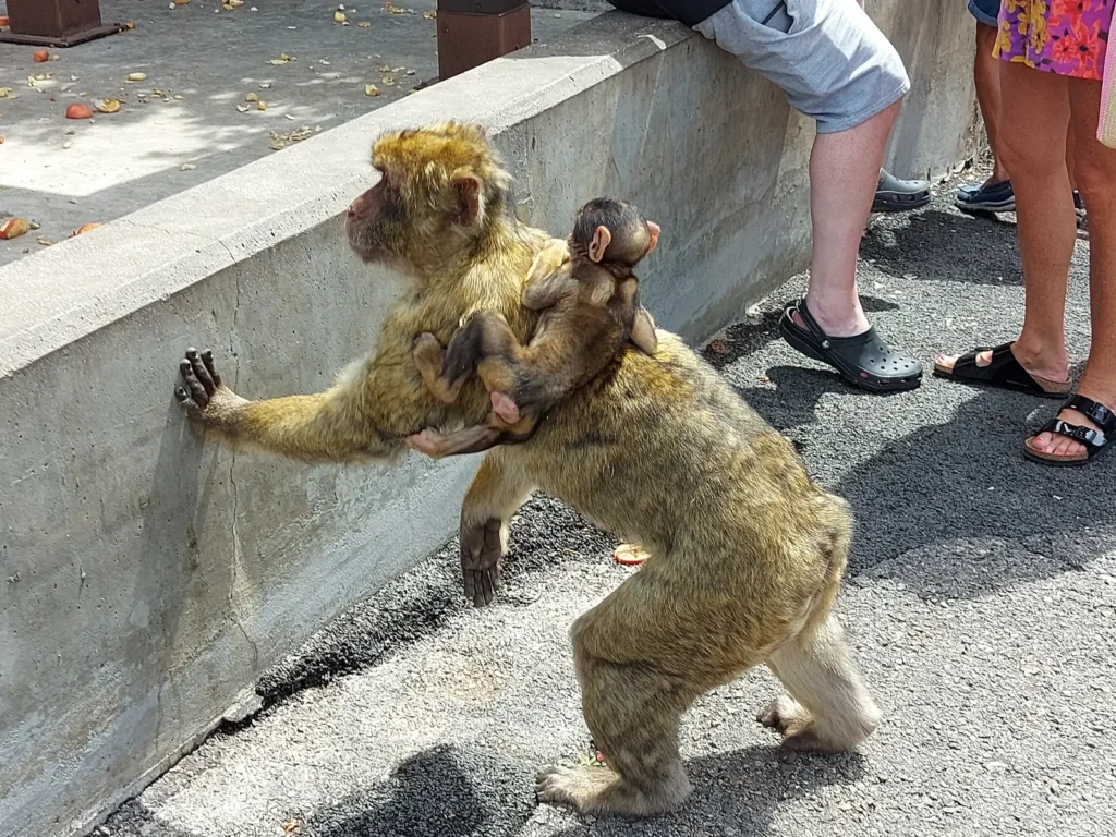 Małpy gibraltarskie